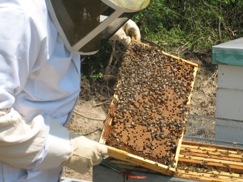 New technology helping farmers attract bees into their hives