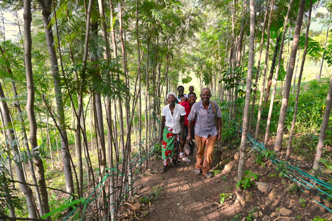 Trees improve agricultural productivity and household incomes in Homa Bay - Bizna Kenya