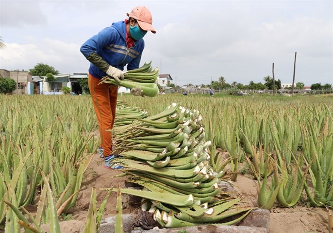 How farmers are secretly making millions from Aloe Vera farming