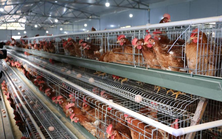 Broiler vs Layers: This is where the money is as explained by millionaire farmer