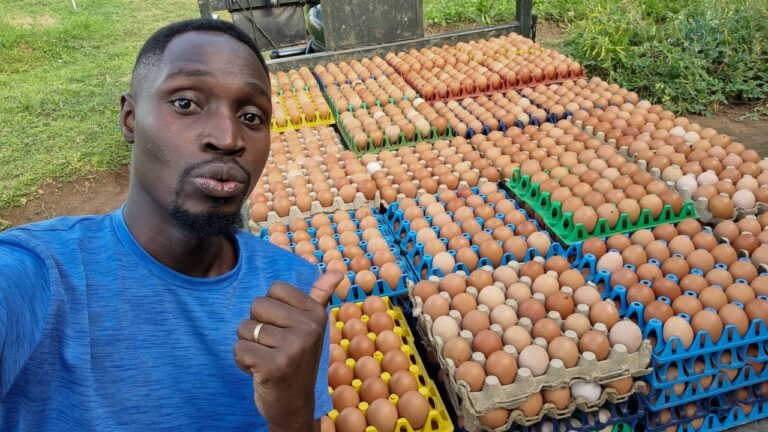 Dr. Daniel: How I produce 21.3 Million eggs on my farm every year