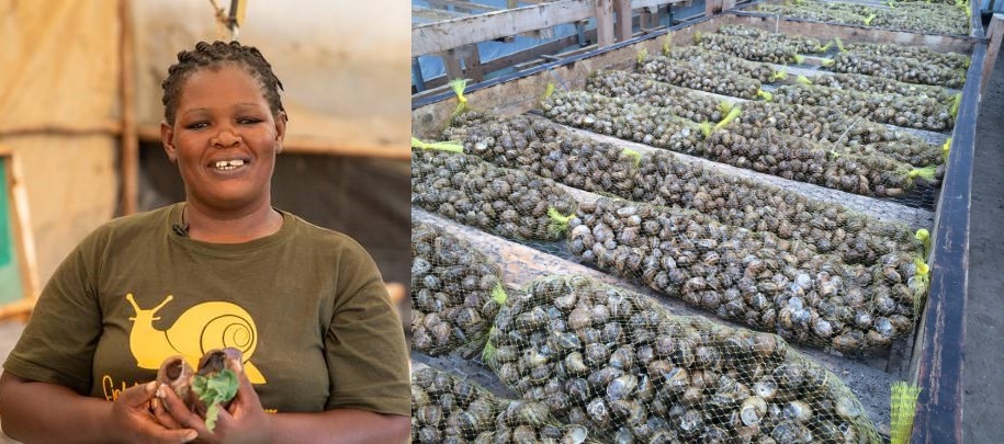 Meet Nakuru farmer raking fortune raising millions of snails