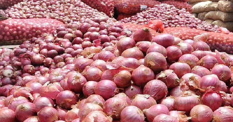 High yielding onion variety with a shelf life of up to six months