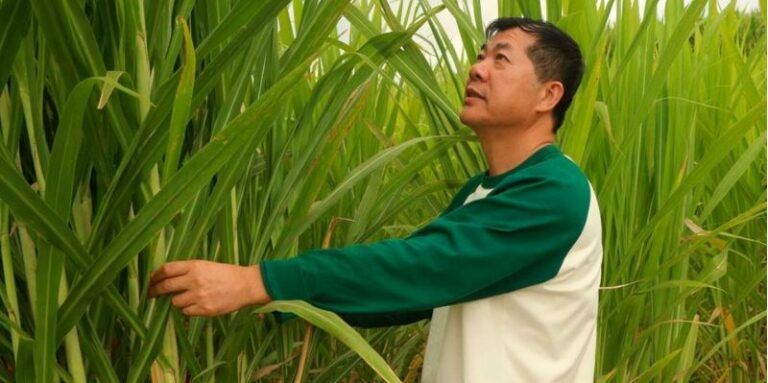Juncao: New Napier grass variety that yields more, increases milk production by 50 percent
