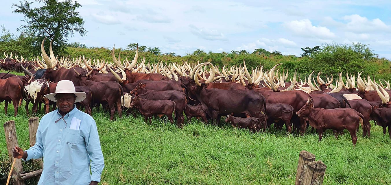 Millions of shillings you will spend to get one Ankole bull from Museveni’s farm