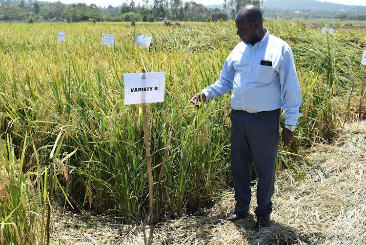 New rice variety taking 85 days to reach maturity, resistant to diseases