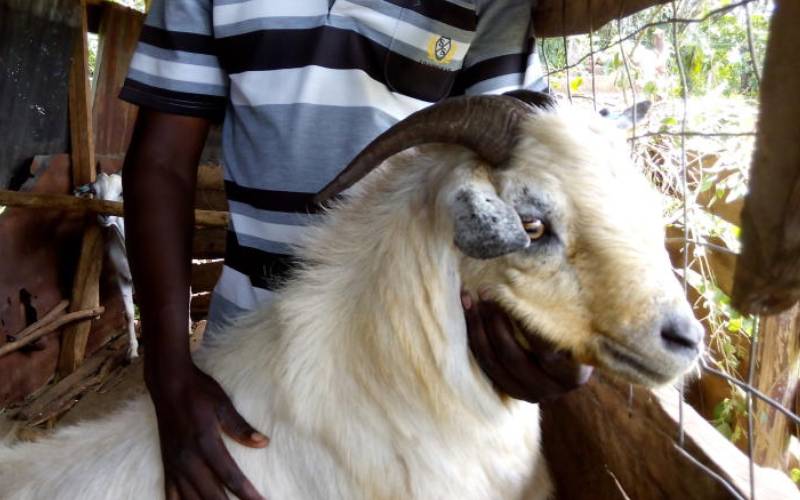 How to make quick cash from the rare and resilient goat breed