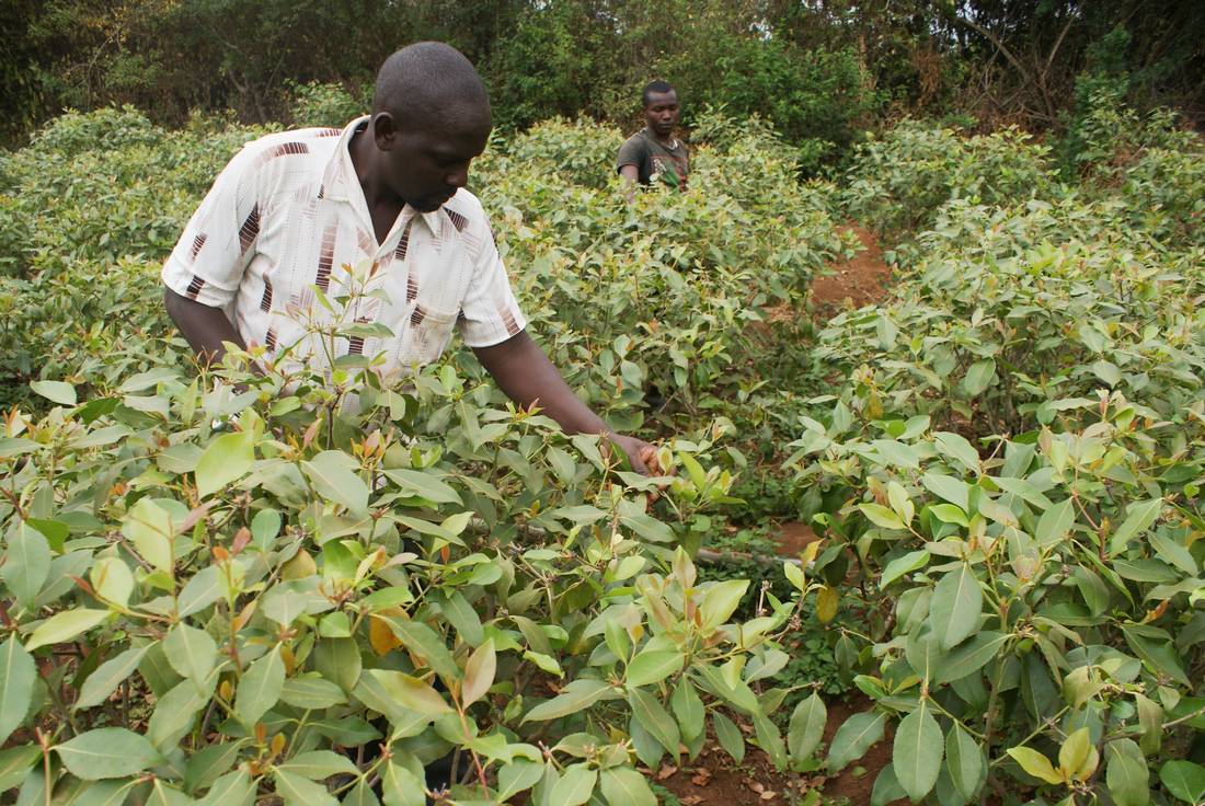 Albert Njeru: Farmer makes Sh30,000 weekly selling Muguka