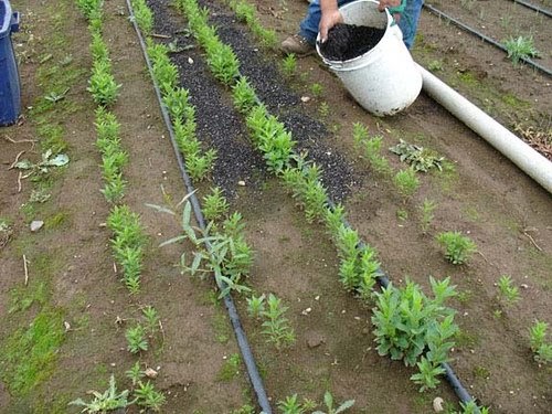 David Winyo: The untold secret of charcoal dust in improving yield