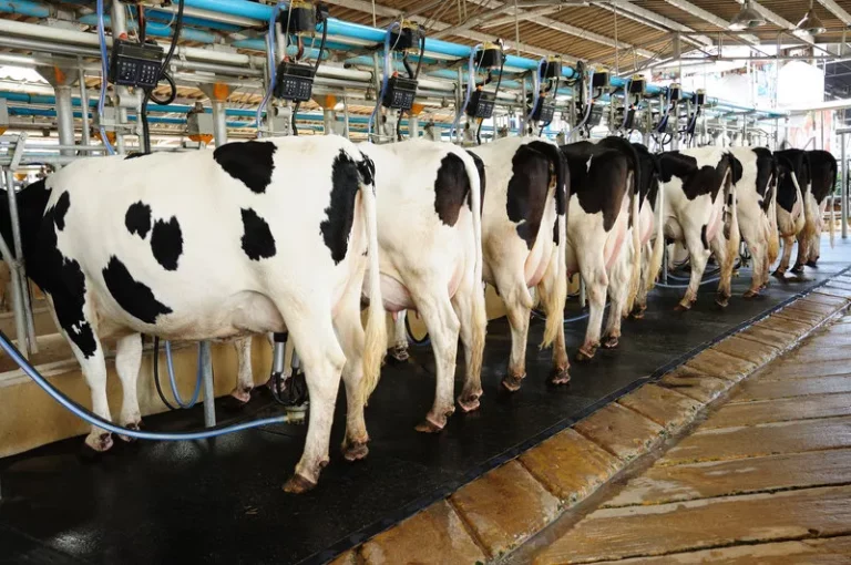 Inside Nyandarua farm with 250 dairy cows producing 60,000 litres on cheap feed