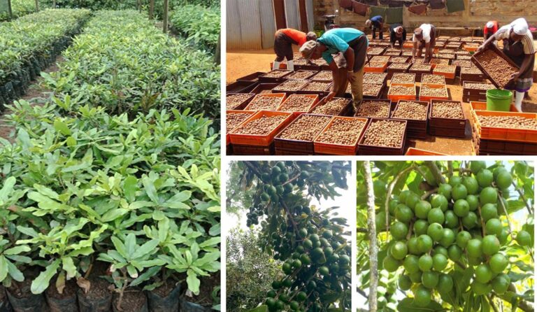 Patrick Mukundi: Man making money exporting the world’s most expensive nut