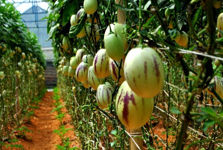Zakayo Mogotio: How I started Pepino Melon business with Sh700 capital