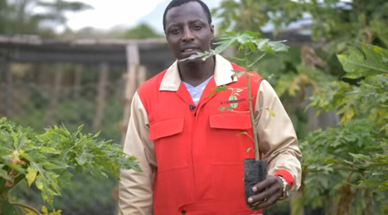 Alex Kituku: Meet graduate making a fortune from selling pawpaw seedlings
