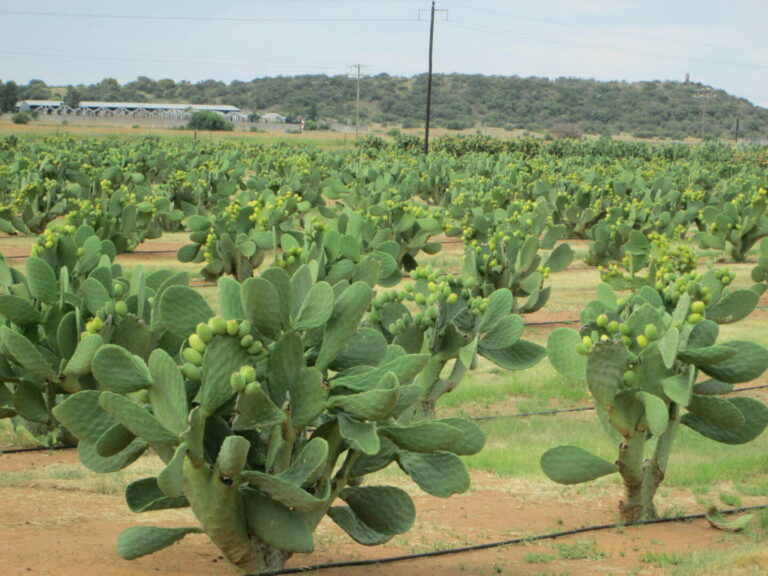 Cactus wine: How Laikipia farmers are earning big from this rare wild plant