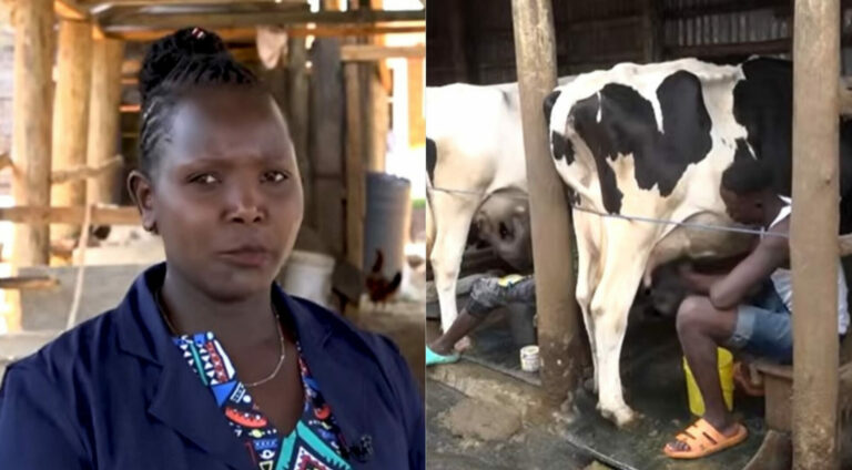 Caroline Koros: I earn Sh. 9,000 per day from selling 200 litres of milk