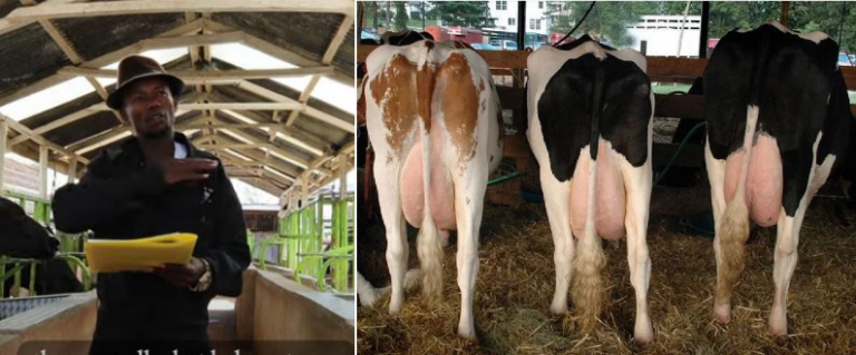 Kanyoni: How I produce 12,000 litres of milk without silage