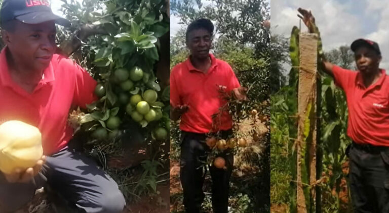 Micheal Musyoka: Kibwezi farmer making millions from growing high value fruits