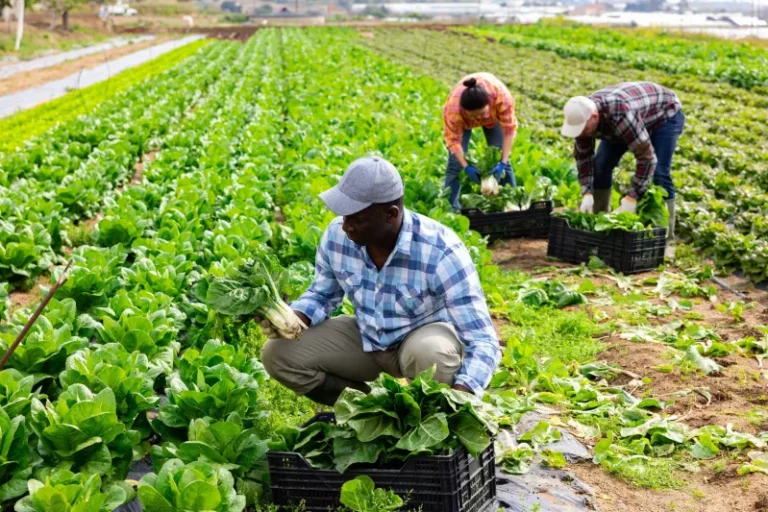Profitable 12 weeks crops you can grow this rainy season