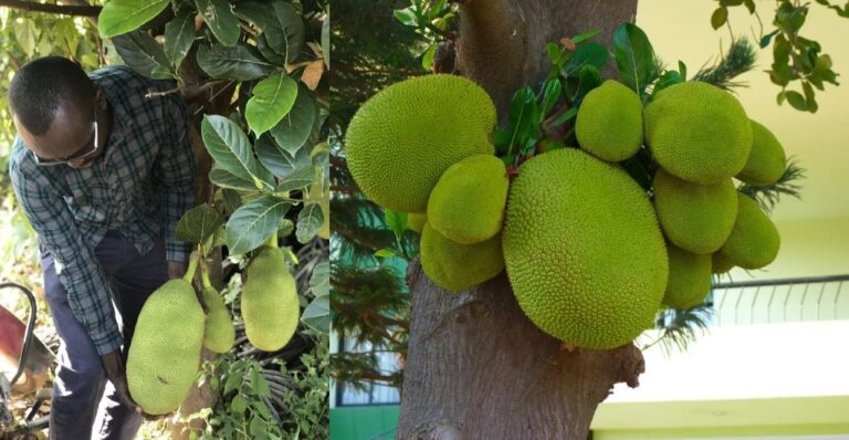 Rare fruit earning farmers Sh500K from 10 trees