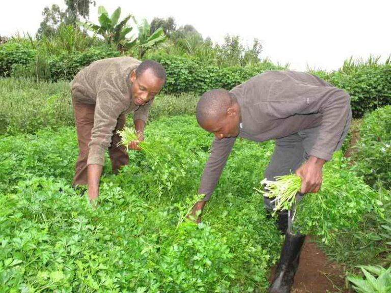 Stephen Wachira: Kiambu farmer finds fortune in Parsley farming