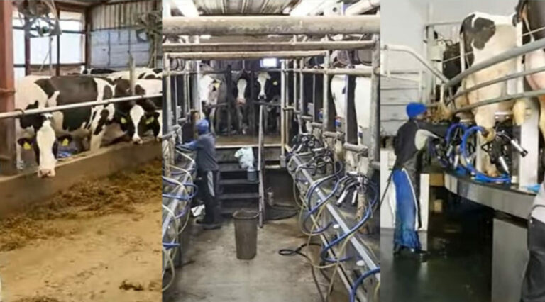 Inside US dairy farm producing over 9,000 liters daily that employs Kenyans