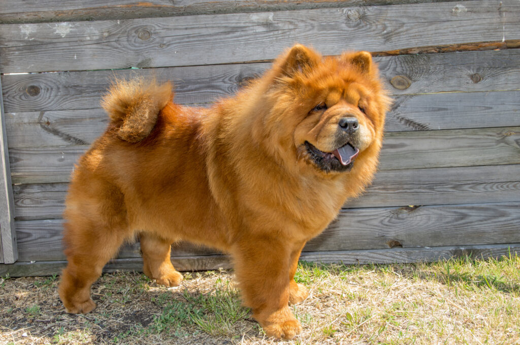 Most expensive dog breeds in Kenya and their prices 6 Most expensive dog breeds in Kenya and their prices