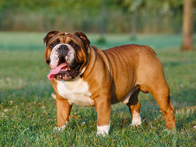Most expensive dog breeds in Kenya and their prices 4 Most expensive dog breeds in Kenya and their prices