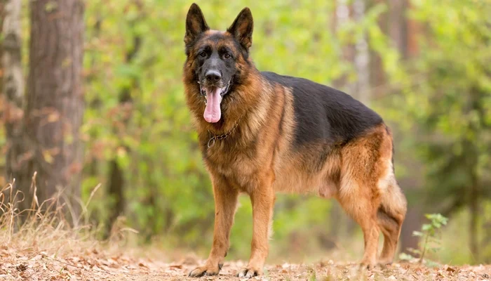 Most expensive dog breeds in Kenya and their prices 2 Most expensive dog breeds in Kenya and their prices