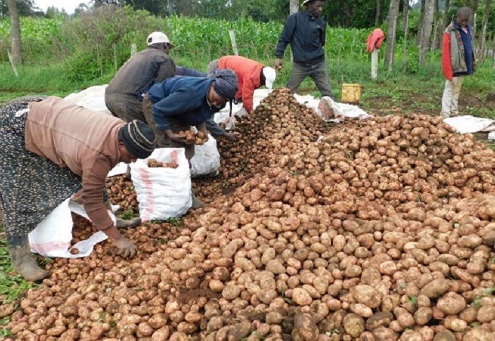 Unica Potato: High yielding superior potato variety earning Laikipia farmers millions