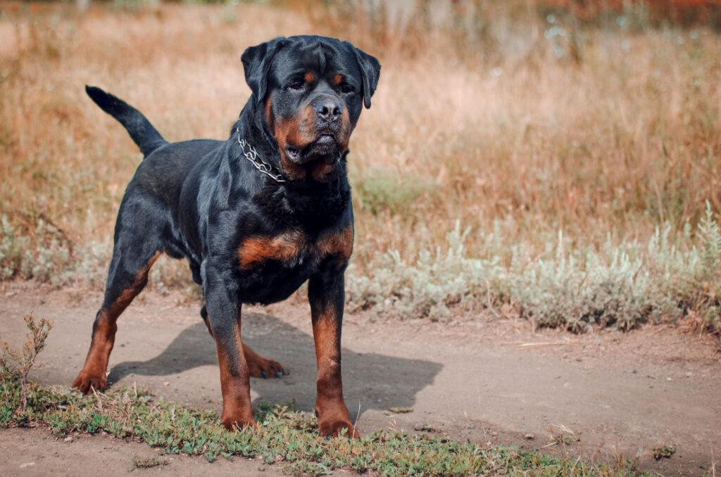 Most expensive dog breeds in Kenya and their prices 5 Most expensive dog breeds in Kenya and their prices
