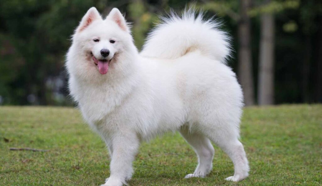 Most expensive dog breeds in Kenya and their prices 3 Most expensive dog breeds in Kenya and their prices