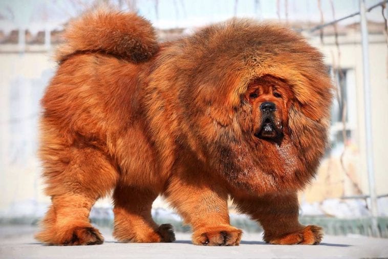 Most expensive dog breeds in Kenya and their prices 1 Most expensive dog breeds in Kenya and their prices