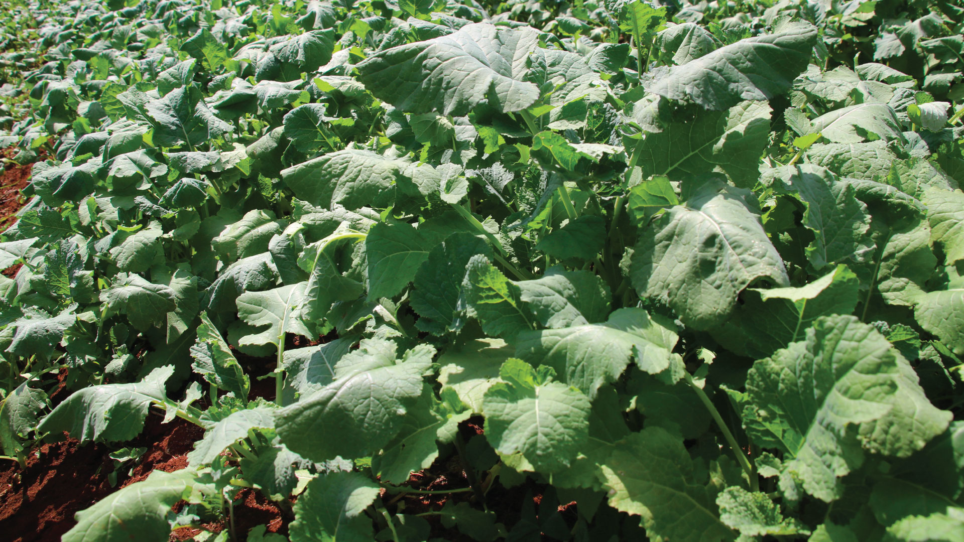 Short season indigenous vegetables earning Vihiga farmers up to Sh25,000 daily