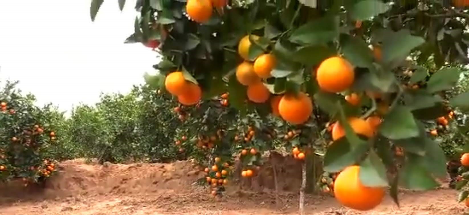 Janet Mutua: Makueni farmer raking fortune from pixie fruits on a 2 ...