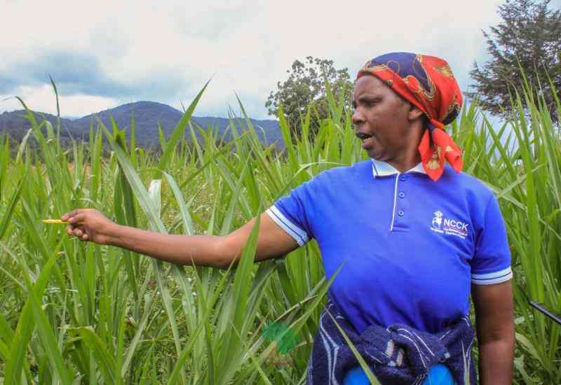 Phylis Wangari: How I feed my cows to produce more milk