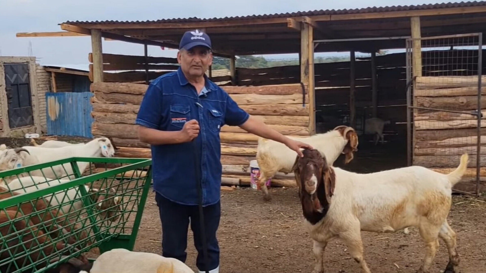 Inside Hon. Sumra's superior genetics goat farm in Kajiado