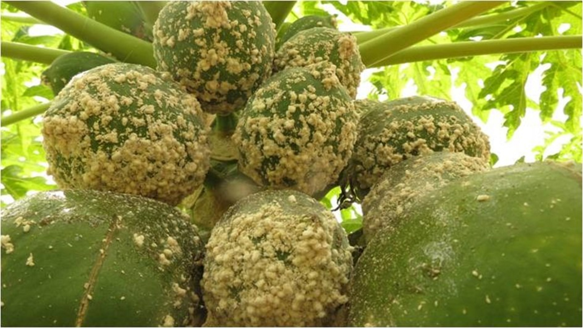 CABI leads fight against dangerous papaya mealybug in Kenyan farms