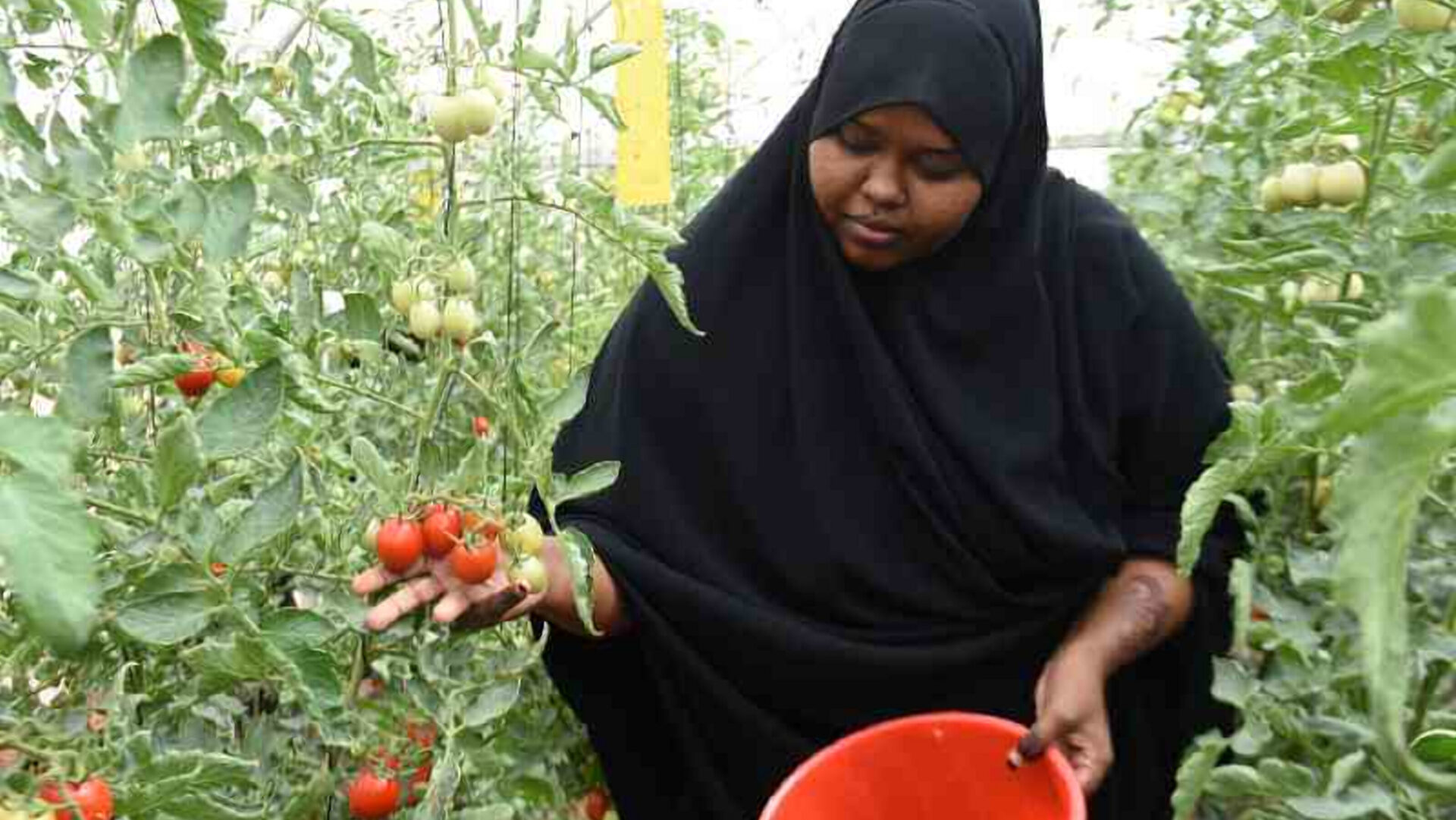 Meet group of women minting money from watermelon, pawpaws in Wajir