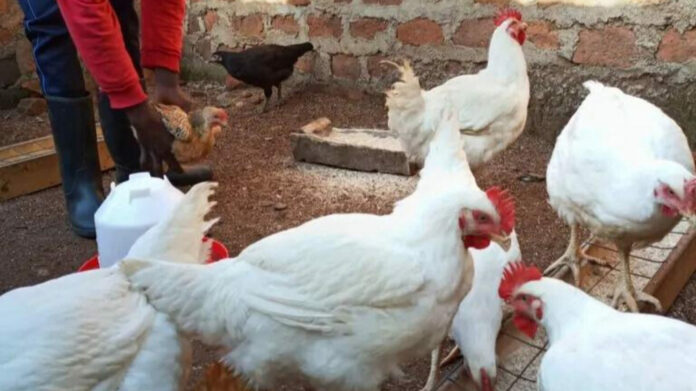 Tony Kisasati: Chicken farming helped sustain my family, buy land after losing job