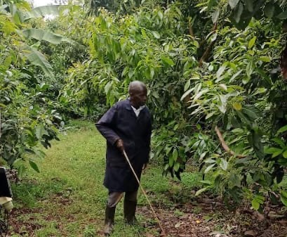 Abel Ndiga: Visually impaired farmer reaping from 464 hass avocado trees