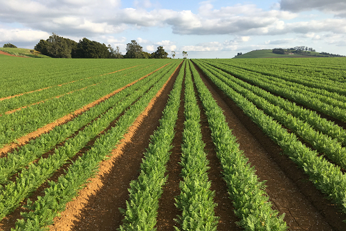 Albert Sagwe: Kisii farmer earning big from the most profitable 90-day crop