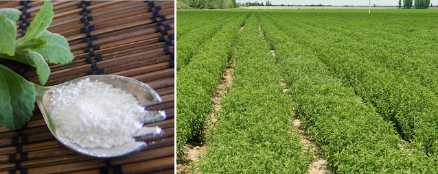 Stevia farming: Little known crop making farmers millionaires, where to buy seeds