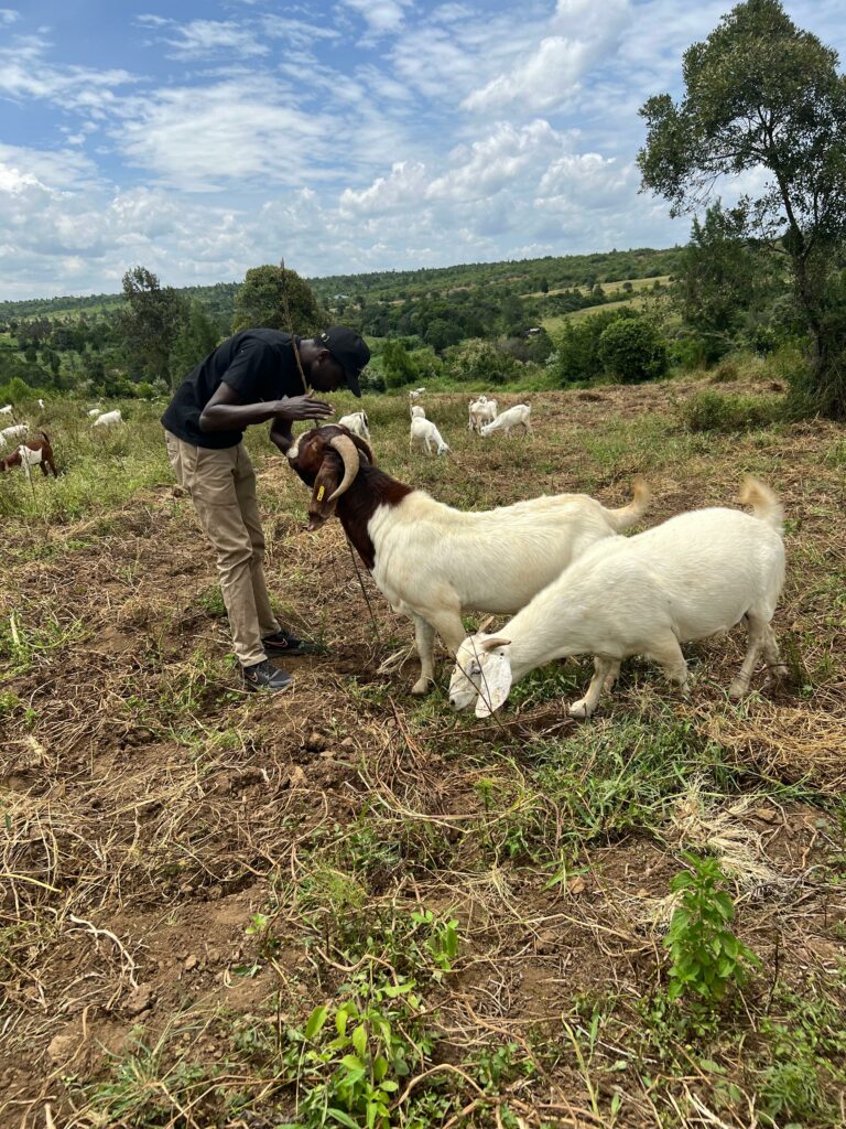 Lawyer transits from in-house employment to breeding most superior goat breeds