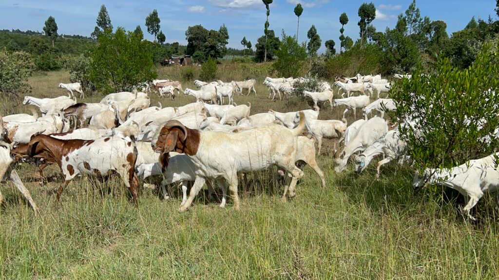 Lawyer transits from in-house employment to breeding most superior goat breeds