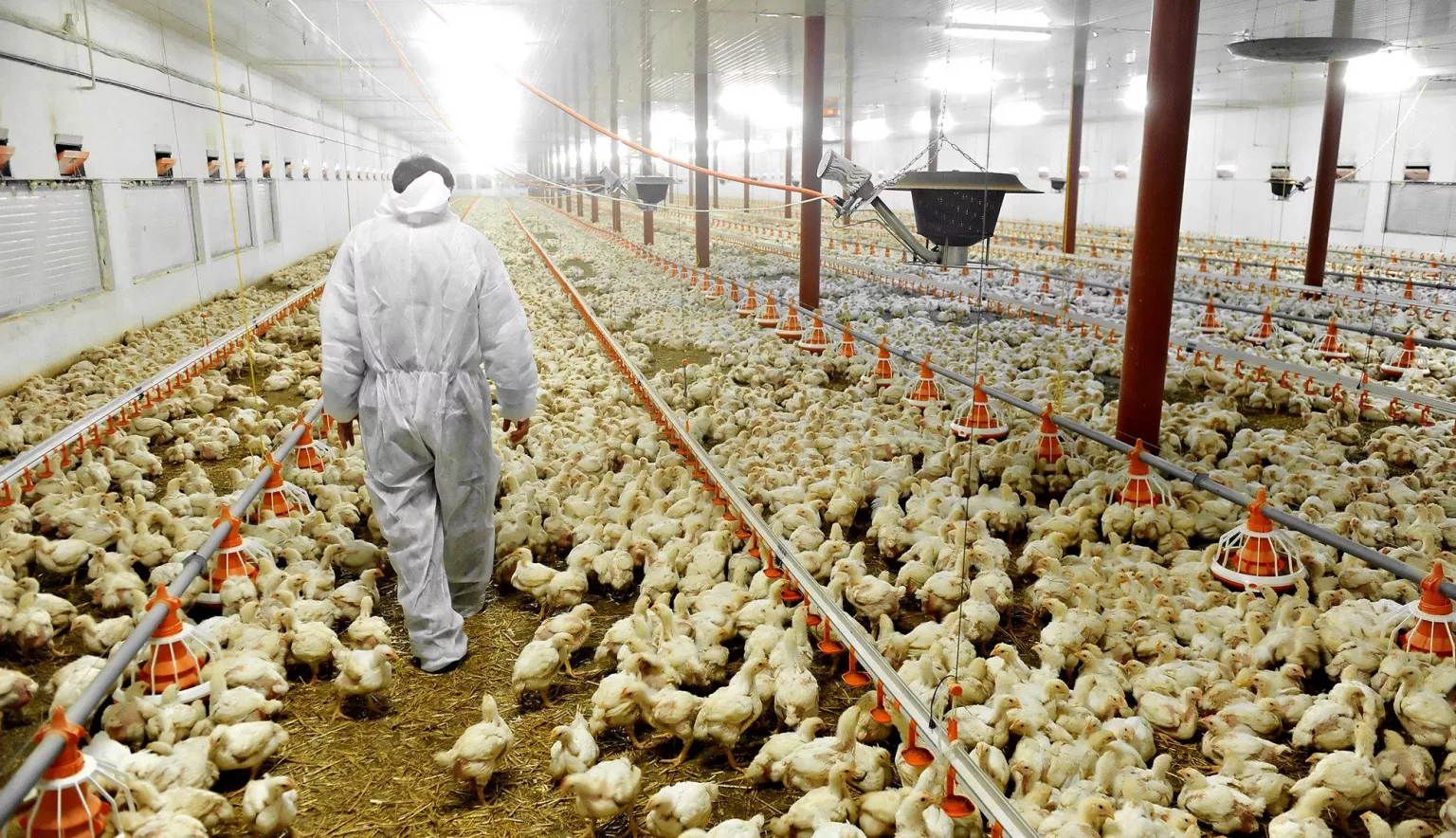 Top poultry farms in Kenya where you can get quality breeding stock