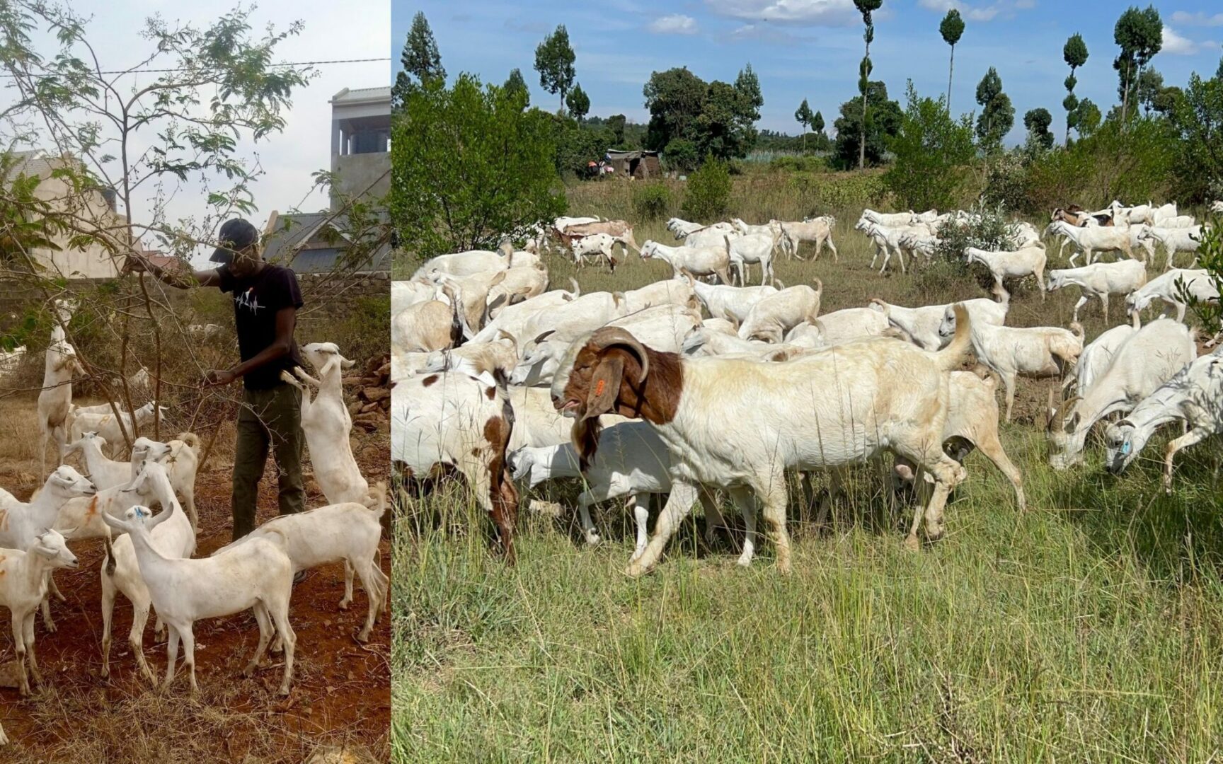 Lawyer transits from in-house employment to breeding most superior goat breeds