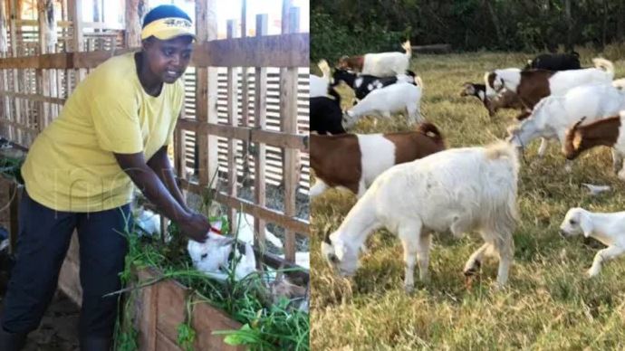 Purity Mbae: Kenyan farmer milking cash from 300 hybrid goats