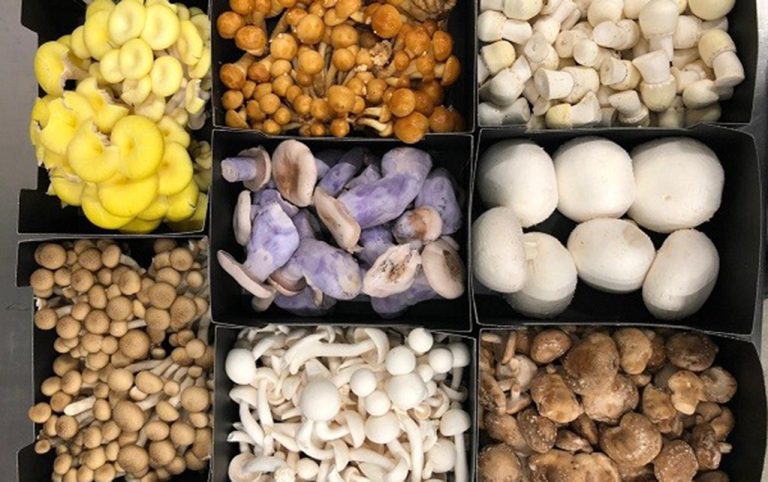 Mushroom farming and value addition