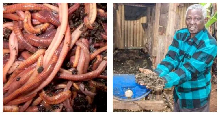 Earthworm farming: Profitable venture earning Meru farmer up to Sh2,500 per Kg