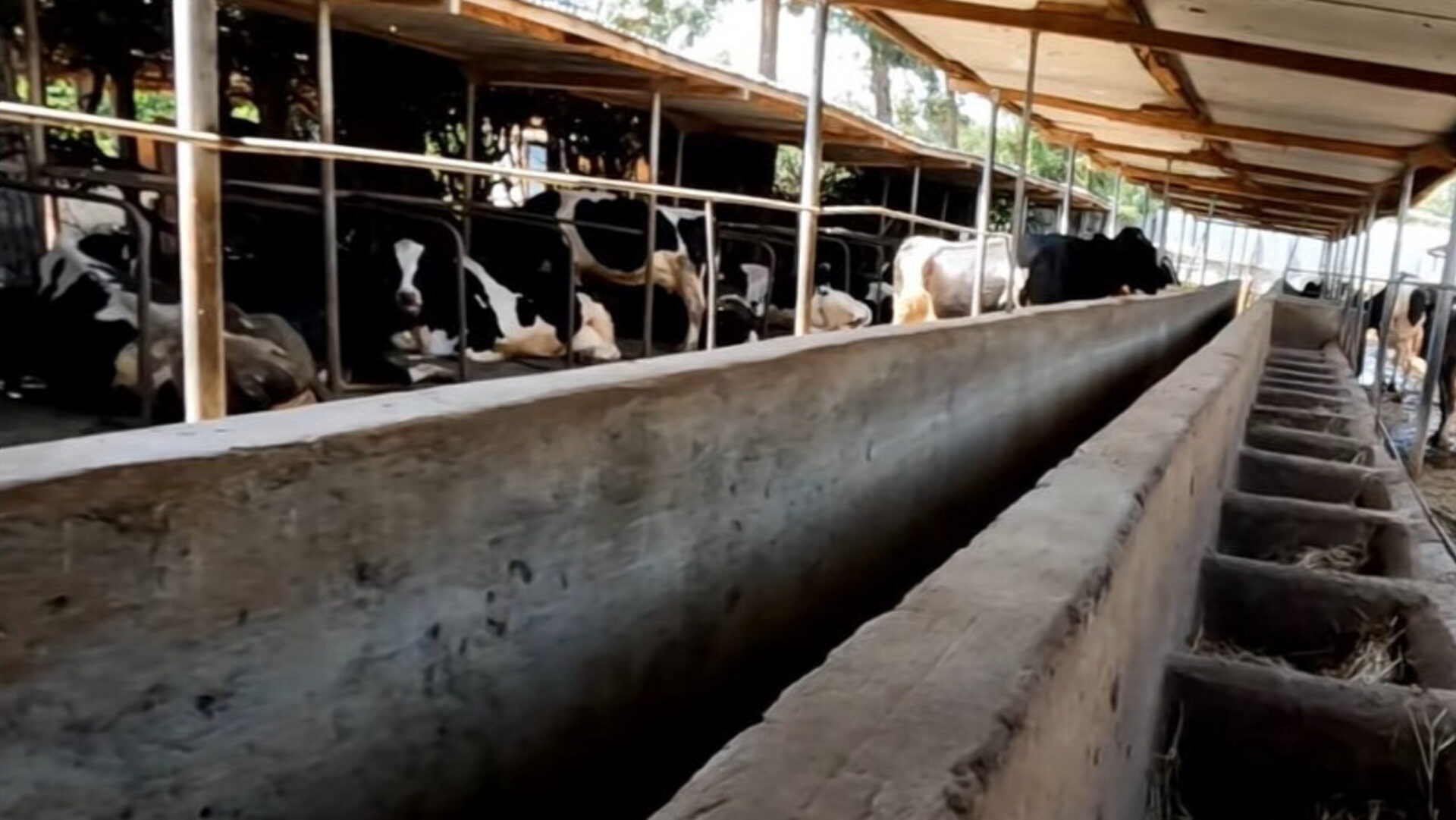 Inside Stevenson’s dairy farm in Nyahururu producing over 300 litres of milk daily